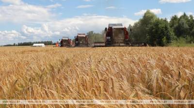 Пружанский район первым в Брестской области намолотил 100 тыс. т зерна