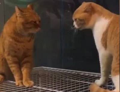 Мама-кошка устроила «разнос» коту — это видео стало настоящим «хитом» (ВИДЕО)