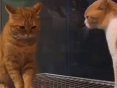 Смешной ролик из Сети: мама-кошка устроила выговор подросшему сынку