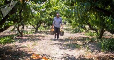 Из Грузии экспортировано более 16 тонн персиков и нектаринов