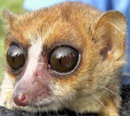 В тропических лесах Мадагаскара учёные нашли новый вид животных