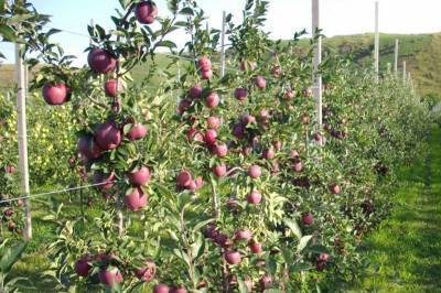 Производство плодов и ягод в КБР за 10 лет увеличилось в 4 раза