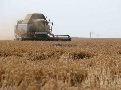 Спрогнозировано сокращение экспорта зерна из России