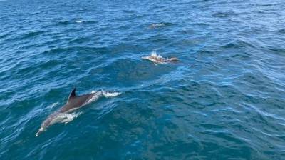 Видео: десятки дельфинов облюбовали берега Тель-Авива