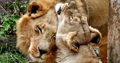 Пару влюбленных львов в американском зоопарке усыпили в один день