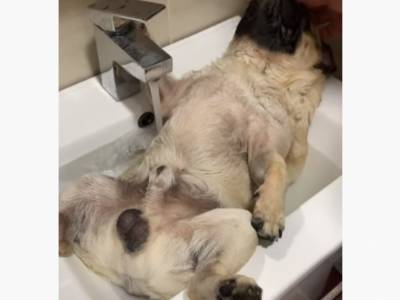 «Собачье спа в жаркий день»: пёс расслаблялся под краном с холодной водой