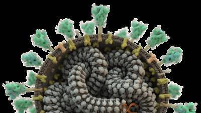 Теперь и в 3D: ученые "напечатали" модель коронавируса
