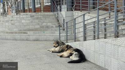 СК проверит данные о нападении стаи собак на семью в Подмосковье