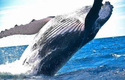 В Австралии горбатый кит ранил женщину