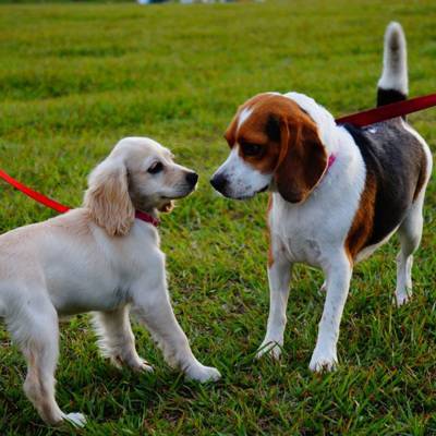 Коронавирус впервые обнаружили в Японии у двух собак