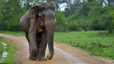 На Шри-Ланке хотят запретить импорт пластиковых изделий ради защиты слонов