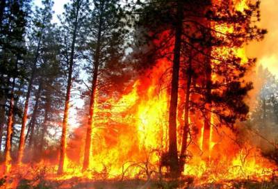 В России за сутки потушили 30 лесных пожаров