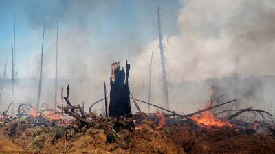За сутки в Росси ликвидировано 30 лесных пожаров