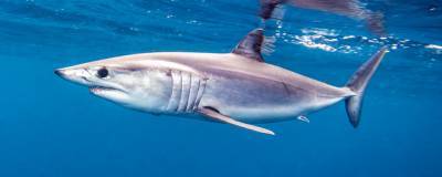 Магаданские рыбаки поймали в Охотском море крупную акулу