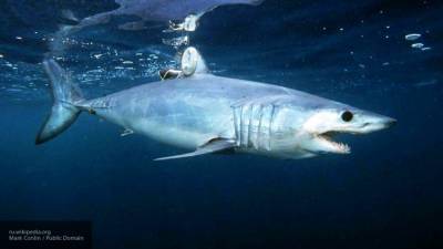 Российские рыбаки поймали крупную акулу