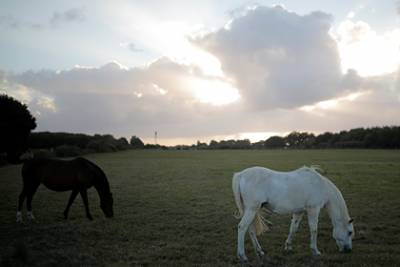 Во Франции произошла череда загадочных убийств лошадей
