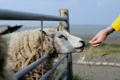 Самая дорогая овца в мире продана за 490 тысяч долларов