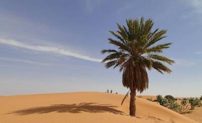 NoonPost (Египет): пальма — эффективное оружие против экологических проблем в арабском мире