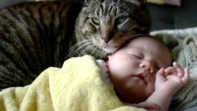 Сеть растрогало знакомство кошки с новорожденным ребенком (видео)