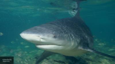 Рыбаки в Охотском море поймали 150-килограммовую сельдевую акулу