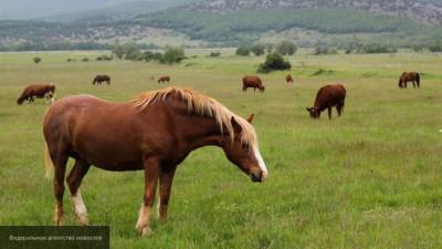 Полиция Франции расследует череду загадочных убийств лошадей