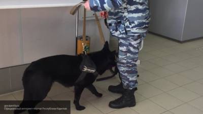 Собака помогла найти грабителя аптеки в Москве