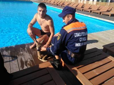Спасатели вытащили косулю из бассейна