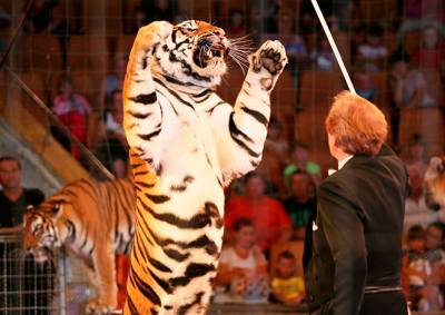 Минсельхоз Чехии поддержал запрет цирков с животными