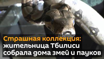 Страшная коллекция: жительница Тбилиси собрала дома змей и пауков