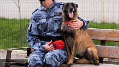 Собака отыскала аптечного грабителя в Москве