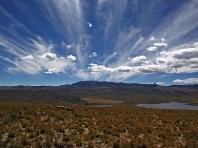 Ученые обнаружили на юге Перу остатки гигантского окаменевшего леса