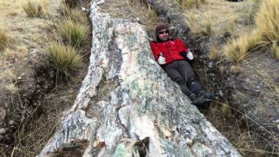 В Перу найдено дерево возрастом 10 миллионов лет