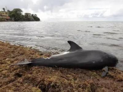 В Индийском океане возле места разлива нефти нашли 40 мертвых дельфинов
