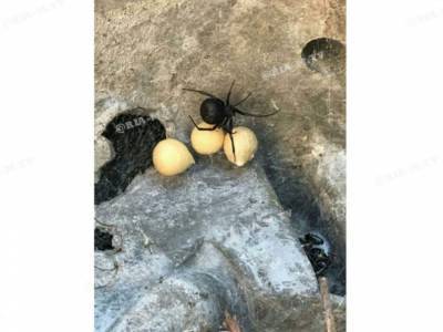 В Мелитополе во дворе частного дома обнаружили гнездо паука каракурта