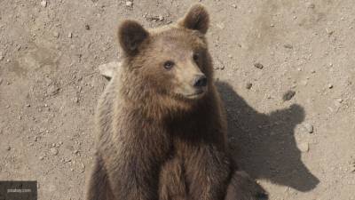 Одинокий медвежонок на улице поразил жителей города в Пермском крае