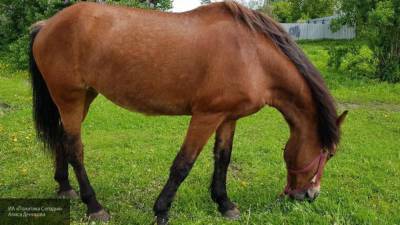 ДТП с лошадью унесло жизнь водителя в Курской области