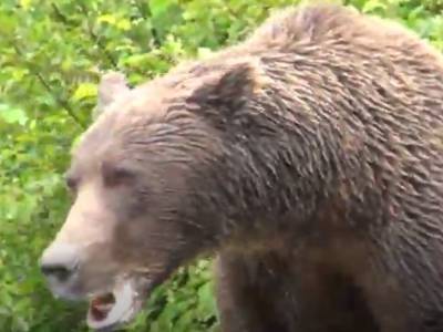 Медведь испугался шороха в кустах: в Сети показали удивительное видео
