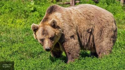 Медвежонок испугался городской суматохи в Прикамье