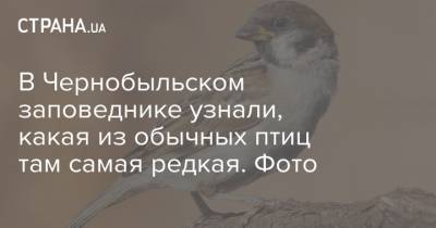 В Чернобыльском заповеднике узнали, какая из обычных птиц там самая редкая. Фото