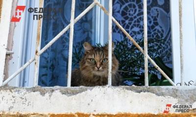 В России приставам запретят изымать кота за долги