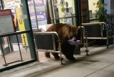 Медведь стащил пачку чипсов во время «налёта» на магазин (2 фото + 1 видео)