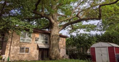 Горожанин решил продать дом ради спасения 300-летнего дуба