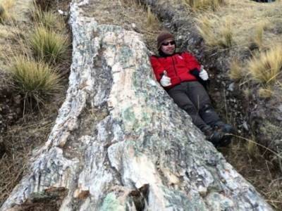 Ученые нашли 30-метровое дерево возрастом 10 миллионов лет