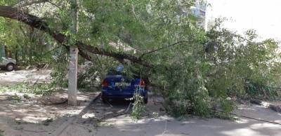В Воронеже дерево рухнуло на «Фольксваген»