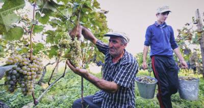 Ртвели 2020: фермеры сдают ранние сорта винограда