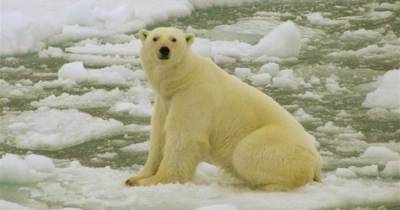 Белый медведь убил менеджера по защите от белых медведей
