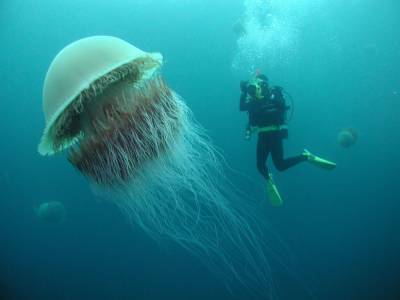 Настоящее чудище: жительницы Ирландии сняли на видео «лохматую» медузу