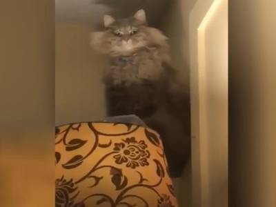 «Я — само зло!»: в Сети нашли инфернального кота со зловещим взглядом