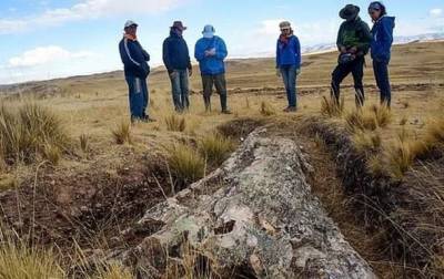 В Перу обнаружили древнейшее дерево - Cursorinfo: главные новости Израиля