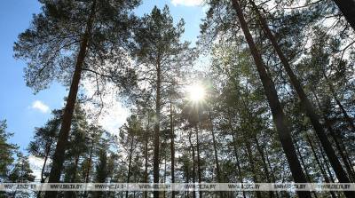 В Лепельском районе сотрудники МЧС нашли заблудившегося в лесу пенсионера